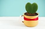 Heart Plant In Pot With White Tag Stock Photo