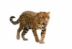 Jaguar ( Panthera Onca ) Isolated Stock Photo