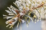 Pine Branch With Frost Stock Photo