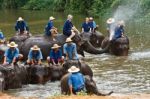 Daily Elephant Bath Show In North Of Thailand Stock Photo