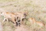 Lions  In Serengeti Stock Photo