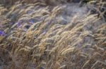 European Marram Grass Stock Photo