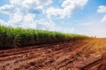 Sugarcane Plantation On Dry Ground Stock Photo