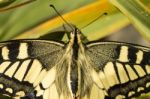 Swallowtail (papilio Machaon) Butterfly Insect Stock Photo