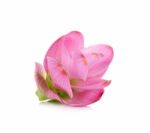 Siam Tulip Flower Isolated On White Background Stock Photo