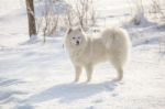 White Dog Samoyed Play On Snow Stock Photo