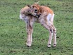 Baby Deer Scratching Stock Photo