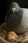 Pigeon Bird Hatching In Home Loft Stock Photo