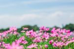 Cosmos In Garden And Sky Stock Photo