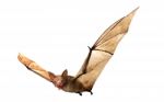 Flying Vampire Bat Isolated On White Background Stock Photo