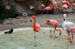 Flamingos Stock Photo
