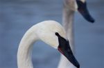Beautiful Isolated Image With The Trumpeter Swans Stock Photo