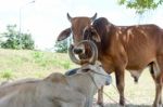 Two Cows Tease Snuggle Together In The Shade To Avoid Heat Of Th Stock Photo