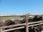 Buffalo Farm, Buffaloes Grazing In Open-air Cages  Stock Photo