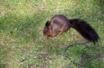 Eurasian Red Squirrel (sciurus Vulgaris) Stock Photo