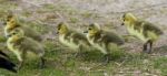 Beautiful Photo Of Five Cute Chicks Of The Canada Geese Stock Photo