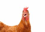 Head Of Chicken Hen Shock And Funny Surprising Isolated White Ba Stock Photo