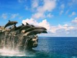 Flock Of Dolphin Jumping Through Sea Water And Floating Mid Air Stock Photo