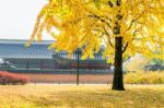 Autumn In Gyeongbukgung Palace,korea Stock Photo