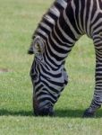 Zebra On The Field Stock Photo