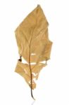 Dried Teak Leaf Isolated On The White Background Stock Photo