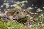 Marsh Frog Stock Photo