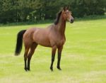 Thourghbred Racehorse Stock Photo