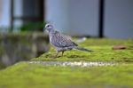 Spotted Dove Stock Photo