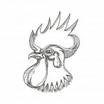 Junglefowl Head Doodle Art Stock Photo