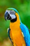 Blue And Gold Macaw Colorful Birds Stock Photo