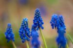 Blue Hyacinth Stock Photo