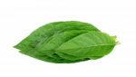 Adhatoda Vasica Or Medicinal Basak Leaf Isolated On White Stock Photo