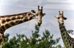 Isolated Photo Of Two Cute Giraffes Eating Leaves Stock Photo