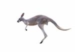 Grey Kangaroo Jumping Stock Photo