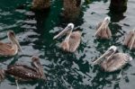 Brown Pelican (pelecanus Occidentalis) Stock Photo