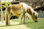 Brown Pony Horse In Farm Stock Photo