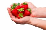 Strawberries In The Hands Stock Photo