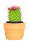 Cactus ( Echinocactus ) On Isolated Background ( Cereus Hexagonu Stock Photo