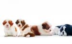 Four Of Shih Tzu Puppies Dog Lying With Relaxing On White Backgr Stock Photo