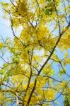 Yellow Flowers On Tree Of Purging Cassia Or Ratchaphruek Stock Photo