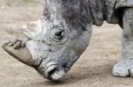 Rhino Stock Photo