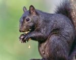 Image Of A Funny Black Squirrel Eating Nuts Stock Photo