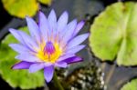 Purple Lotus Flower ( Nymphaea Nouchali ) Stock Photo