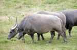 Water Buffalo Or Domestic Asian Water Buffalo (bubalus Bubalis) Stock Photo