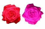 Red And Pink Roses Stock Photo