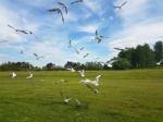 Flock Of Birds Stock Photo