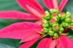 Leaves And Flower Of Poinsettia Stock Photo