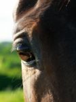 Horses Eye Stock Photo