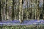 Bluebells In Wepham Wood Stock Photo