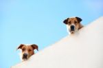 Two Dogs Peaking Stock Photo